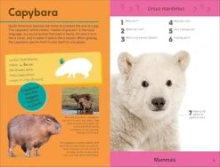 Penguin Random House Quiz Yourself Clever! Animals Of The World(Quiz Yourself Clever Animals Of The World) -Curious Bear Toys Store 81TiraLRAzL. SX679