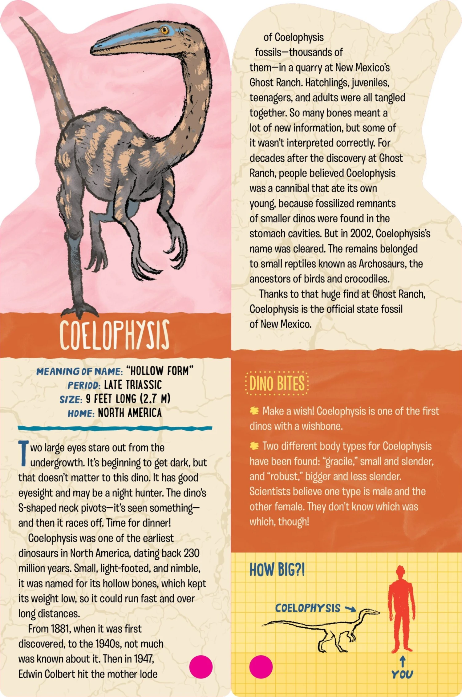 Fandex Kids: Dinosaurs(Fandex Kids Dinosaurs) 5 Fandex Kids: Dinosaurs(Fandex Kids Dinosaurs) - Image 5