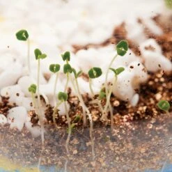 Faber-Castell Plant & Grow Woodland Forest(Plant Grow Woodland Forest) -Curious Bear Toys Store lktbibmwomvprbjuoawc 2048x ce47b784 63da 419f ac71 407636b0c234