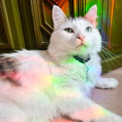 Moth Suncatcher Sticker | Turtle's Soup(Moth Suncatcher Sticker Turtles Soup) -Curious Bear Toys Store suncatchermarzipan 900x d282daa0 f393 4bac 9eb9 4a5863c1e77d